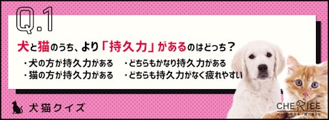 【クイズ】共通点も違いもある!犬と猫の体の特徴のアイキャッチ画像