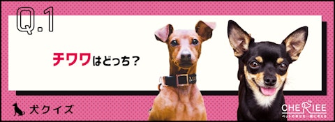 【画像クイズ】見分けがつきますか?外見が似ている犬たち⑥のアイキャッチ画像