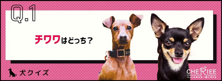 【画像クイズ】見分けがつきますか？外見が似ている犬たち⑥のアイキャッチ画像