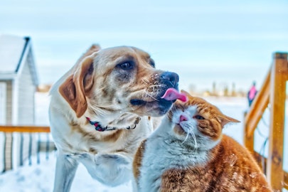 猫にも狼爪がある？！知って楽しい犬と猫の体の違いのアイキャッチ画像