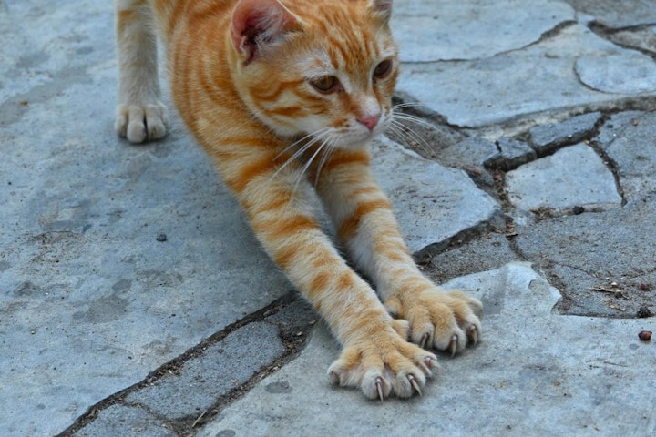 体のつくり,歯,比較,爪,特徴,犬,猫,目