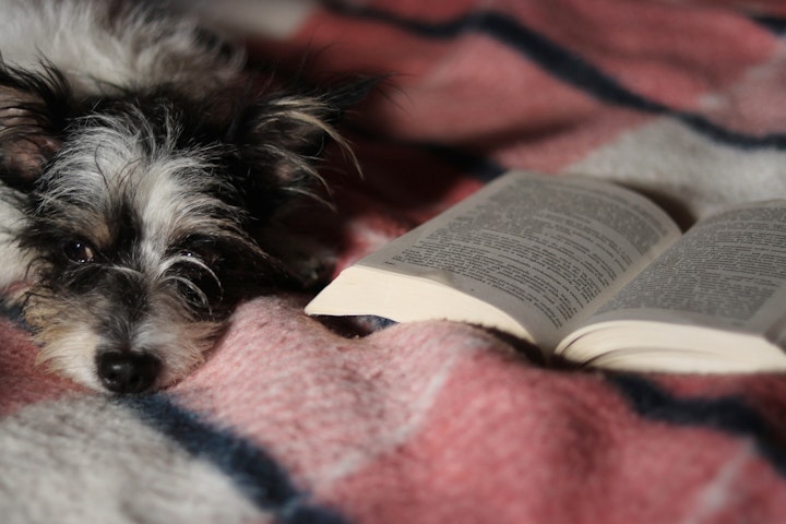 ことわざ,フランス語,世界,中国語,慣用句,日本語,犬,英語