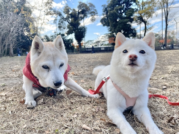 シニア犬,老犬,筋トレ,温活,脳トレ