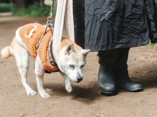 [シニア犬]老いても心身共に健康！日々実践したいこと5選のアイキャッチ画像