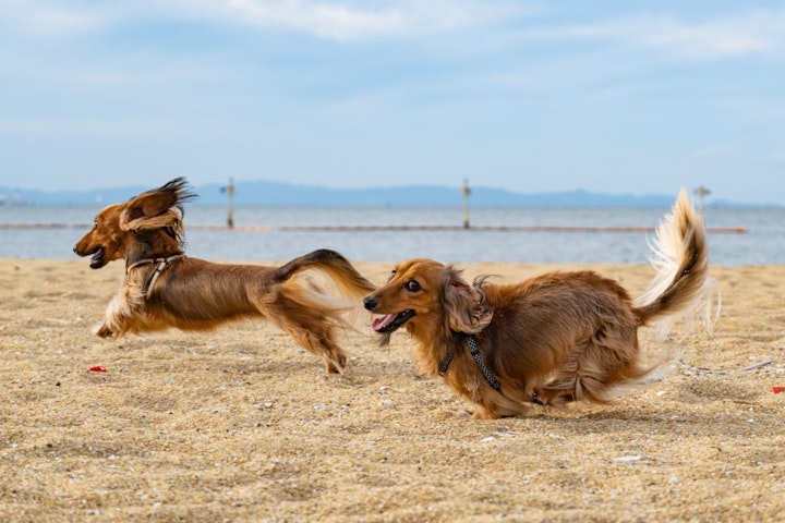 5つの自由,アニマルウェルフェア,動物福祉,家庭犬,暮らし,犬,飼い方