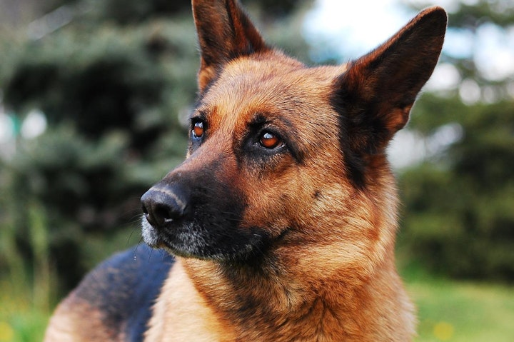 ドイツ,ドイツ原産,文化,歴史,犬,犬種