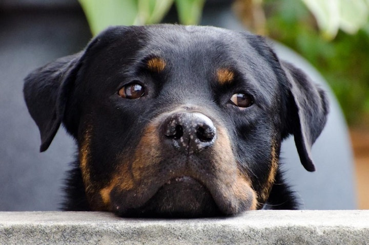 ドイツ,ドイツ原産,文化,歴史,犬,犬種