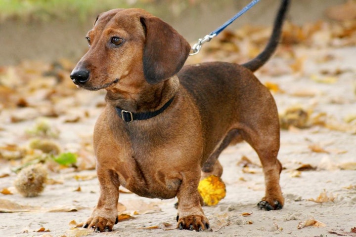 ドイツ,ドイツ原産,文化,歴史,犬,犬種