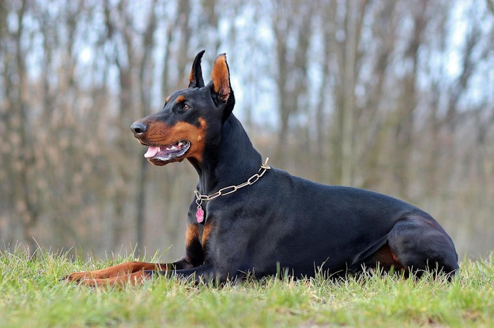 ドイツ,ドイツ原産,文化,歴史,犬,犬種