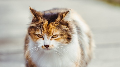 貝類は与えちゃダメ?「猫の耳が取れる」といわれる理由とはのアイキャッチ画像