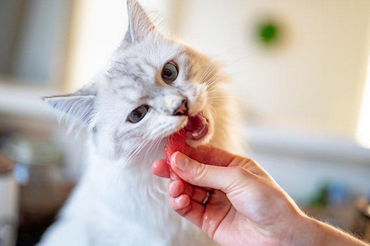 セルフグルーミング,トイレ,単独行動,犬,猫,群れ,習性,食事