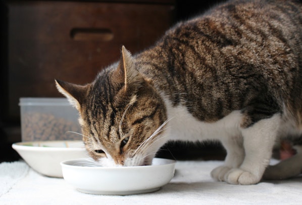 猫の手作りごはんは要注意！重要なタウリンの不足で失明の可能性ものアイキャッチ画像