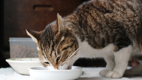 猫の手作りごはんは要注意!重要なタウリンの不足で失明の可能性ものアイキャッチ画像