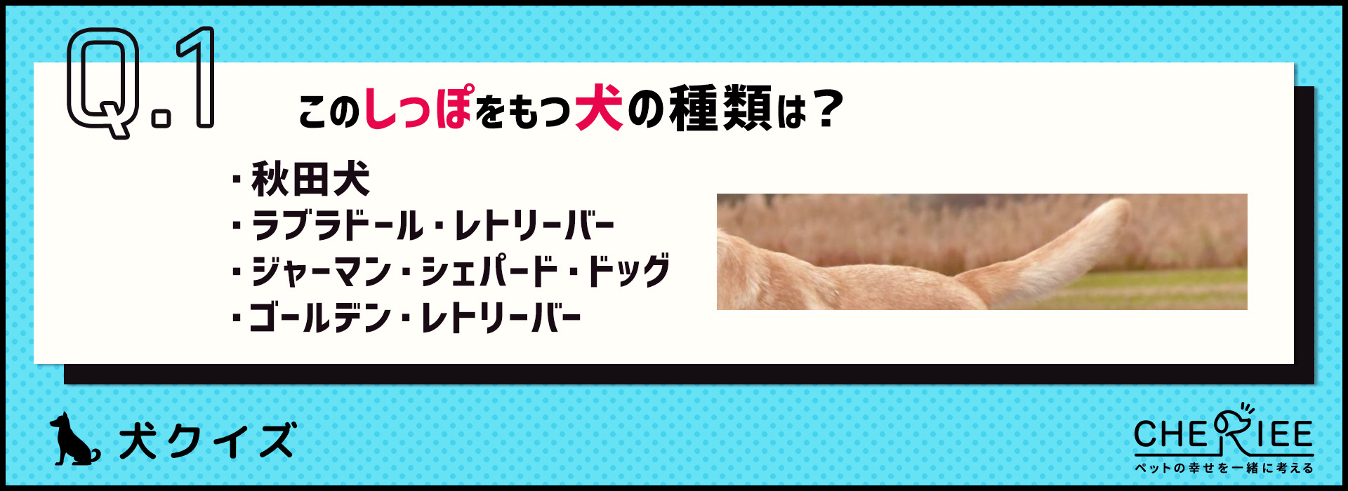 【画像クイズ】しっぽの形だけでわかりますか？犬種当てクイズ