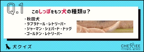 【画像クイズ】しっぽの形だけでわかりますか?犬種当てクイズのアイキャッチ画像