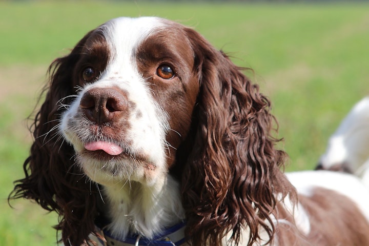 イギリス,ドイツ,フランス,ランキング,人気犬種,犬種