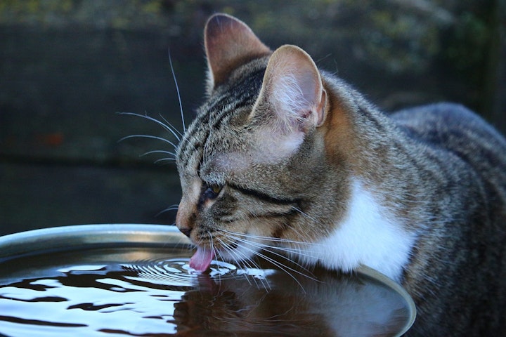 5つの自由,アニマルウェルフェア,動物福祉,暮らし,猫,飼い方,飼い猫