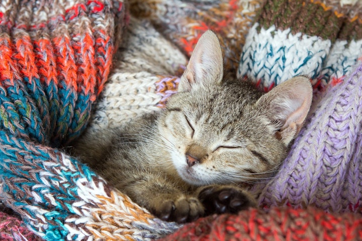 5つの自由,アニマルウェルフェア,動物福祉,暮らし,猫,飼い方,飼い猫