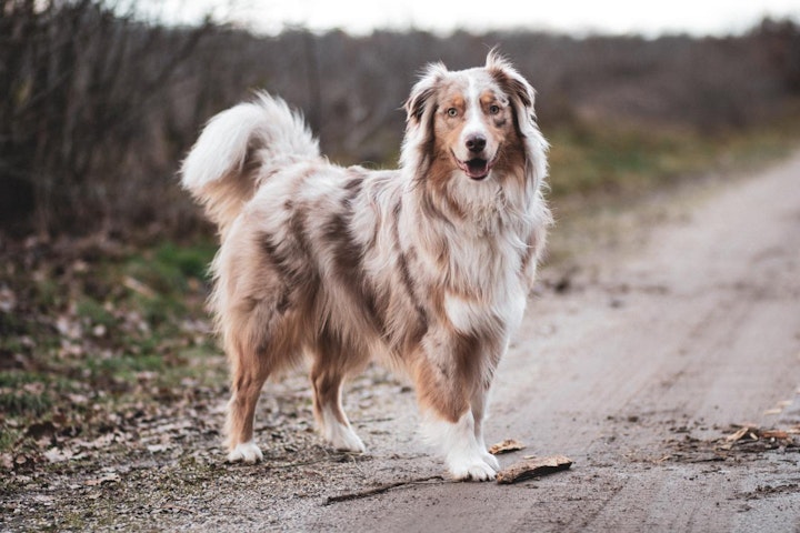 イギリス,ドイツ,フランス,ランキング,人気犬種,犬種