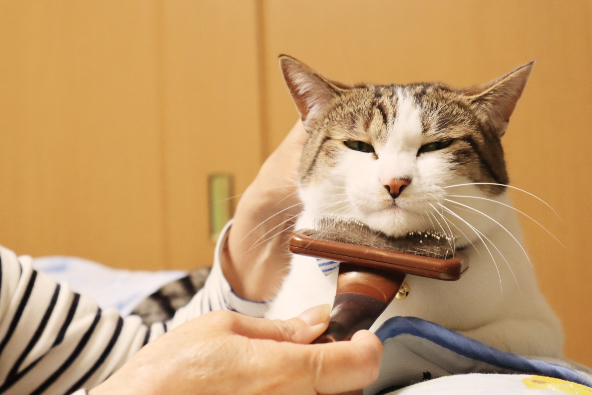 猫のブラッシングはメリットばかり！コツや注意点、ブラシの種類を解説