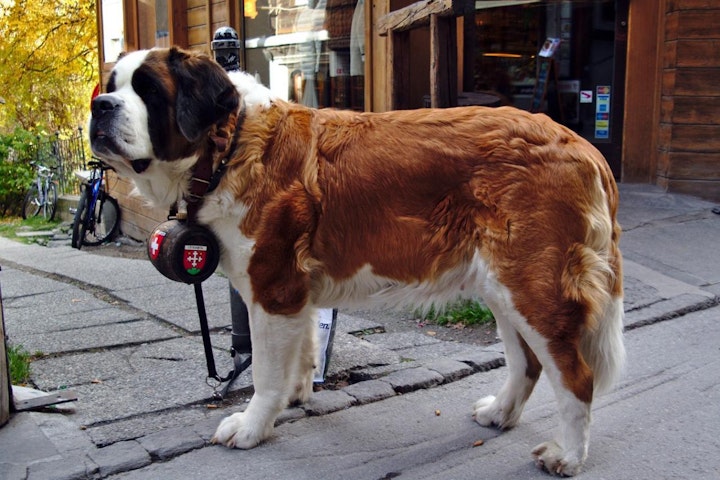 世界,国犬,文化,歴史,犬,犬種,セント・バーナード