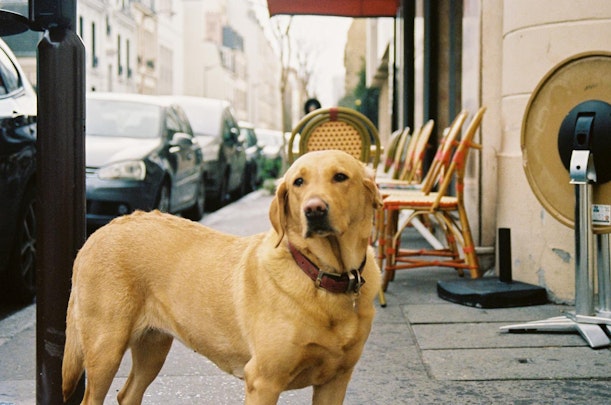 日本では知られていない犬も！ヨーロッパ3カ国の人気犬種ランキングのアイキャッチ画像