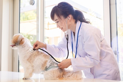 犬も猫も健康診断を!定期的に受けるたくさんのメリットとはのアイキャッチ画像