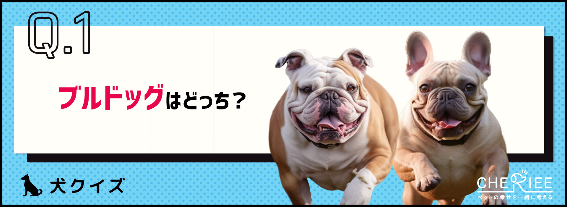 【クイズ】区別ついてる？ブルドッグとフレンチブルドッグの違い
