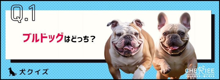 【クイズ】区別ついてる？ブルドッグとフレンチブルドッグの違いのアイキャッチ画像