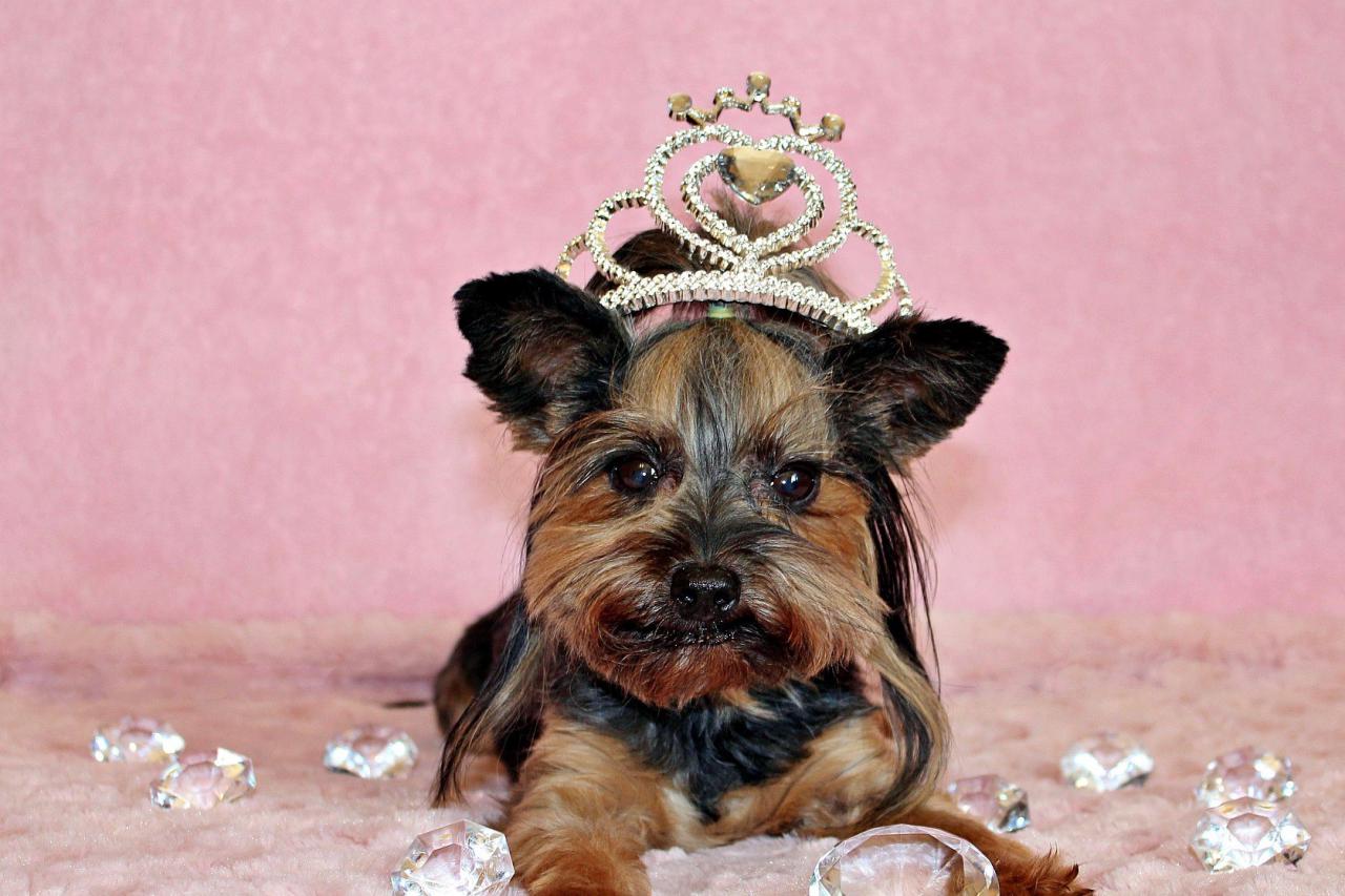 日本は意外なあの犬！世界の「国犬」とペット事情をご紹介