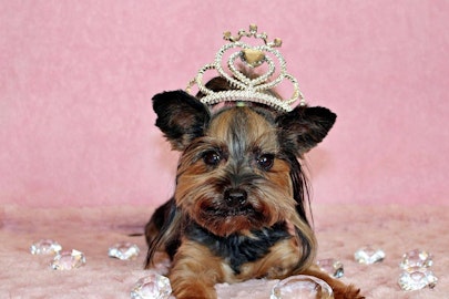 日本は意外なあの犬!世界の「国犬」とペット事情をご紹介のアイキャッチ画像