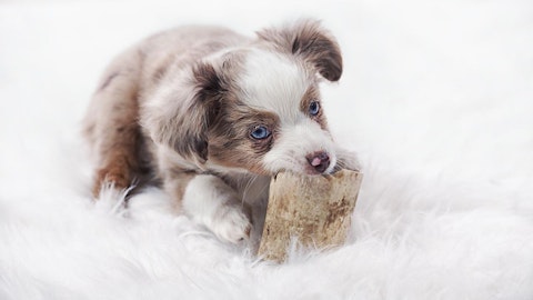 【DIY】不器用でも大丈夫!100均素材で簡単手作り犬のおもちゃのアイキャッチ画像