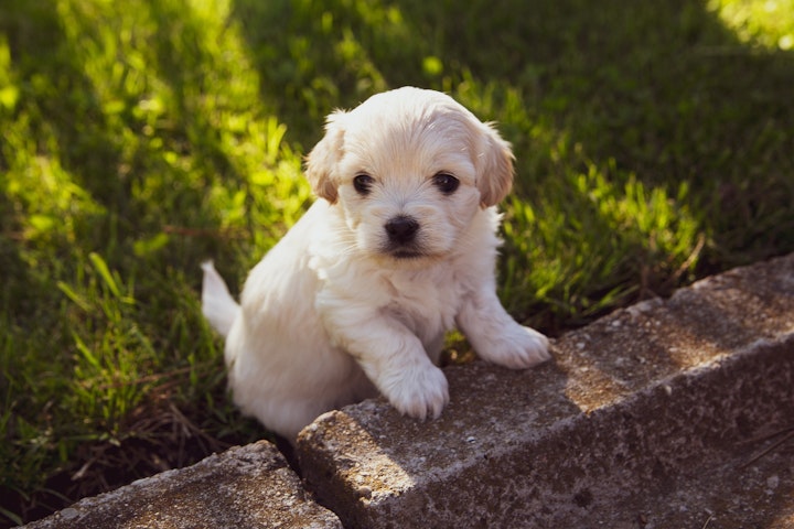 ニューオーナーシンドローム,子犬,ストレス,スキンシップ,お迎え,症状,対策