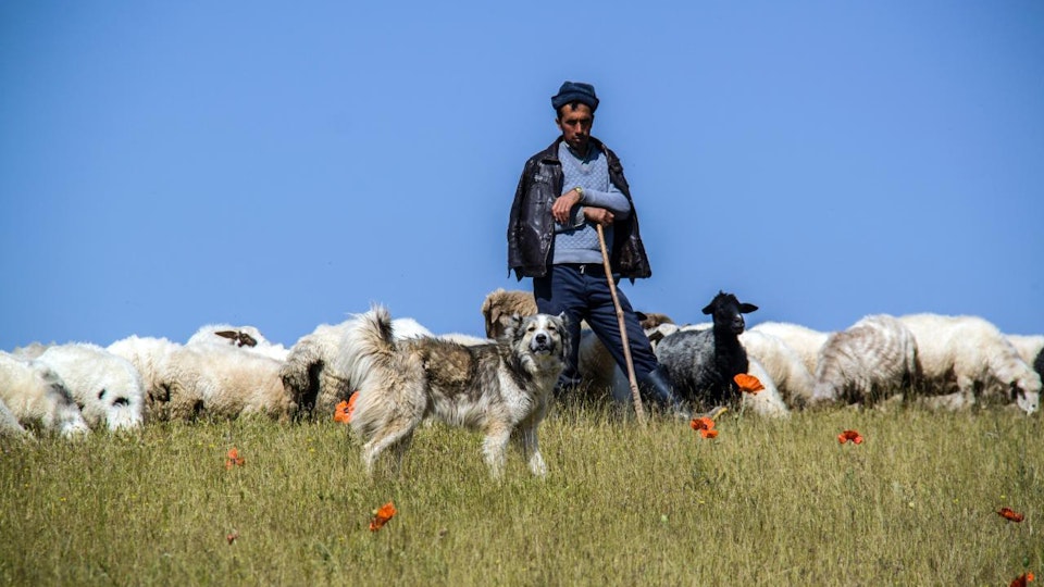 働く犬たちを一挙にご紹介!人々を助けるワーキングドッグとは