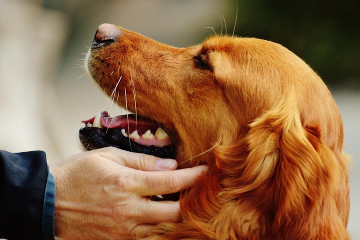 ほじょ犬,ワーキングドッグ,使役犬,働く犬,探知犬,災害救助犬,犬,職業犬