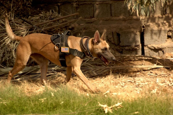 ほじょ犬,ワーキングドッグ,使役犬,働く犬,探知犬,災害救助犬,犬,職業犬