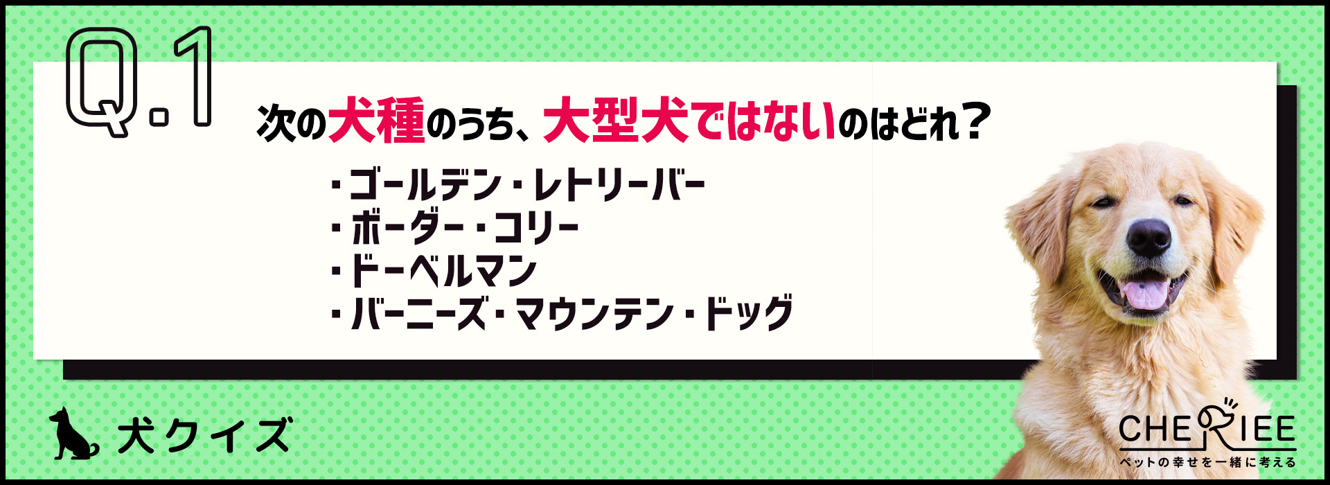 【クイズ】飼うのは大変？大型犬を詳しく知ろう！