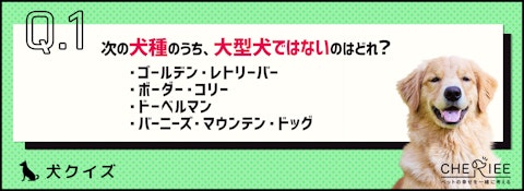 【クイズ】飼うのは大変？大型犬を詳しく知ろう！のアイキャッチ画像