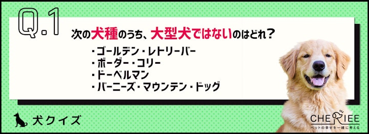 【クイズ】飼うのは大変？大型犬を詳しく知ろう！のアイキャッチ画像