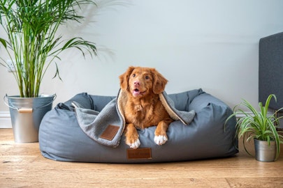 初めて犬を飼う方必見！安全で快適な部屋づくりをしようのアイキャッチ画像