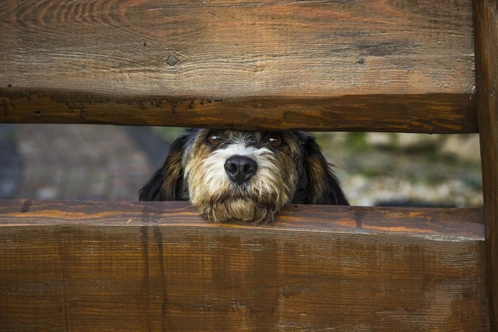 フローリング,商品紹介,安全,快適,暮らし,犬,部屋づくり,飼い方