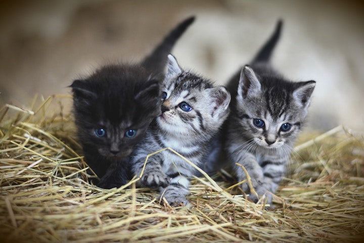 子猫,成猫,高齢猫,避妊,去勢,手術,メリット,デメリット