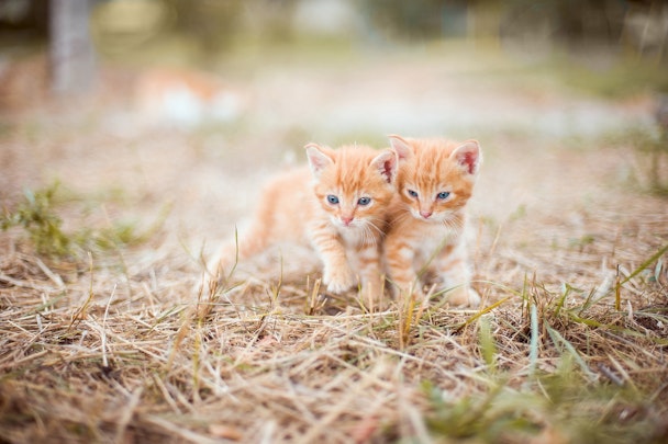 【獣医師監修】デメリットはほとんどない？子猫の避妊・去勢手術のアイキャッチ画像