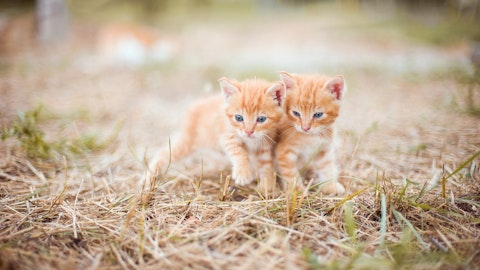 【獣医師監修】デメリットはほとんどない?子猫の避妊・去勢手術のアイキャッチ画像