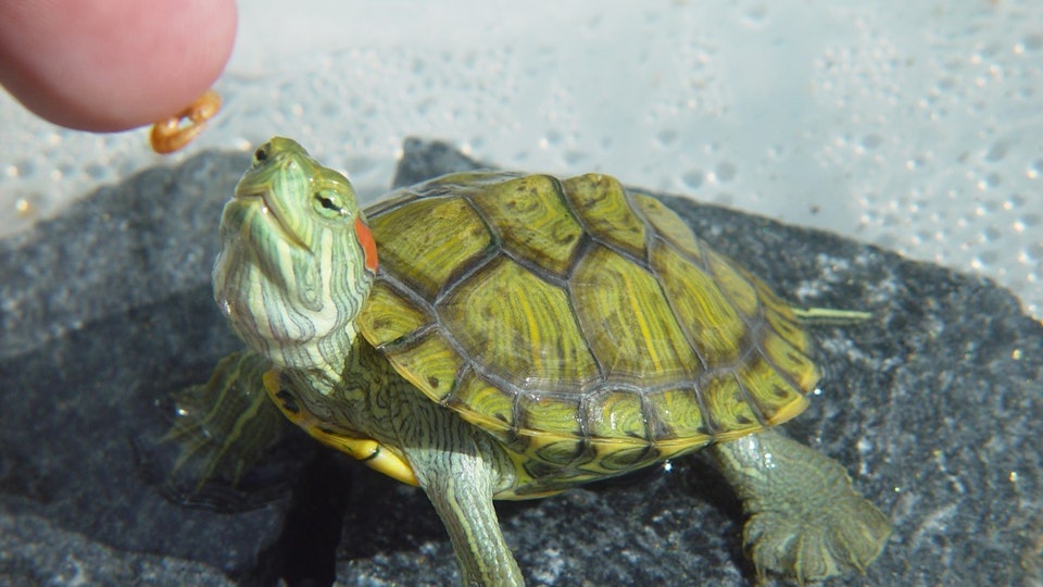 【法改正】ミドリガメの販売や放流は禁止に!逃られて違法になることも