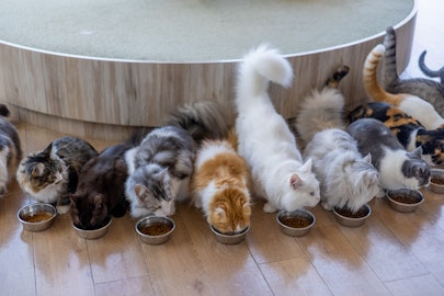 猫も年齢ごとにフードを変えるべき?ライフステージに合ったフード選びのアイキャッチ画像