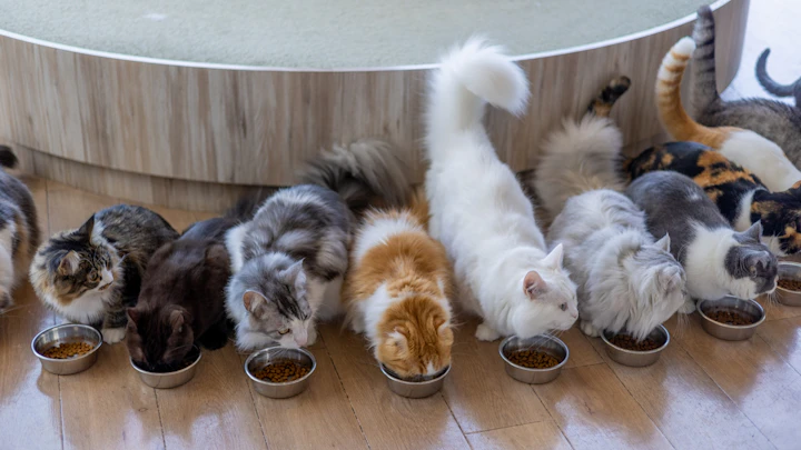 猫も年齢ごとにフードを変えるべき?ライフステージに合ったフード選びのアイキャッチ画像