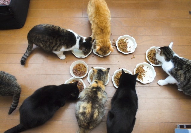 猫,キャットフード,子猫,成猫,シニア猫,高齢猫,ヒルズ,栄養,カロリー,肥満,ライフステージ
