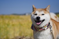 記事カテゴリ第5位