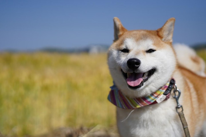 なぜ「拒否柴」は散歩を嫌がるの？その原因と対処法とは - CHERIEE あにまるマガジン